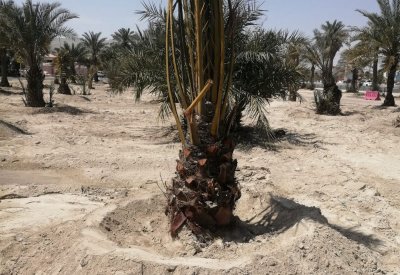 أبوالفتح: الانتهاء من زراعة 647 شجرة نخيل بمزرعة توبلي