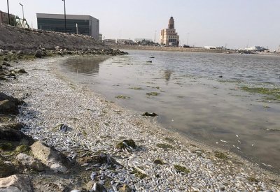 بالصور: نفوق أسماك بساحل المعامير والعكر.. وآل عباس: مخلفات المصانع السبب
