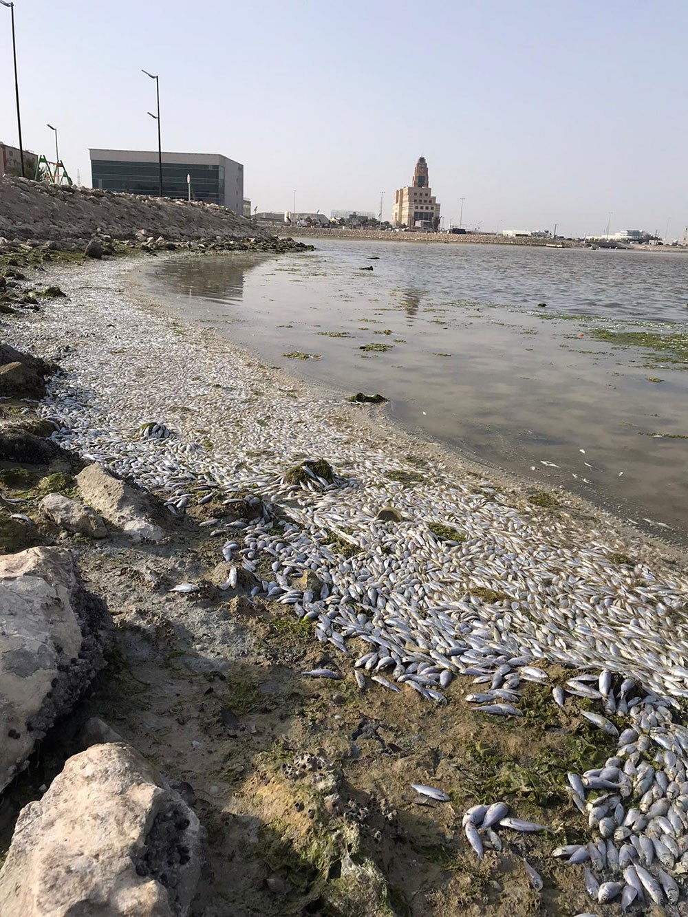 بالصور: نفوق أسماك بساحل المعامير والعكر.. وآل عباس: مخلفات المصانع السبب
