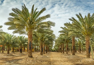 تشجيع الاستثمار في المجال الزراعي واستصلاح 1300 هكتار