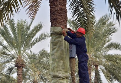"الزراعة": فحص 1746 شحنة نباتية واردة خلال شهر إبريل