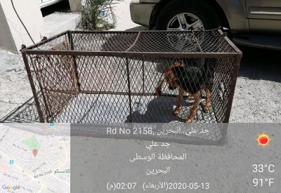 بالصورة: "الحيوانية" تعقب على شكوى بـ "البلاد": اصطياد كلاب جدعلي