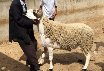 فلكيا.. عيد الاضحى 31 يوليو المقبل