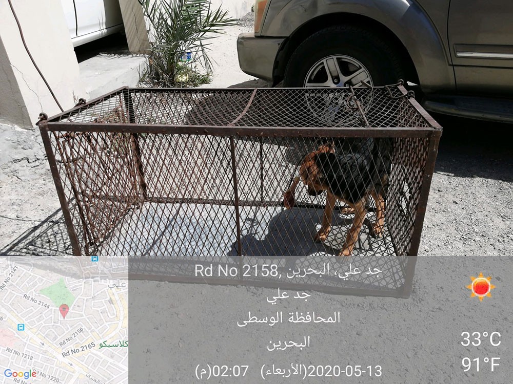 بالصورة: "الحيوانية" تعقب على شكوى بـ "البلاد": اصطياد كلاب جدعلي