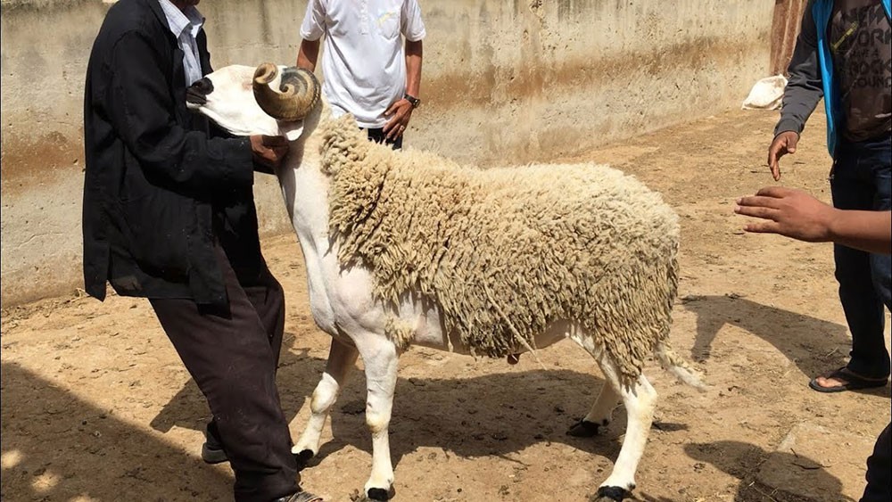 فلكيا.. عيد الاضحى 31 يوليو المقبل