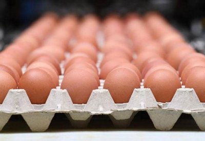 منتجو البيض في المغرب يخسرون 36 مليون دولار بسبب كورونا 