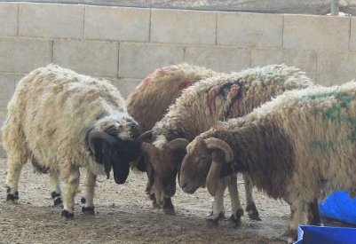 بالصور: النعيمي والصومالي أكثر الأضحية المطلوبة من البحرينيين للعيد