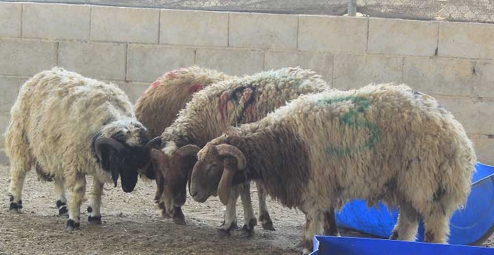 بالصور: النعيمي والصومالي أكثر الأضحية المطلوبة من البحرينيين للعيد