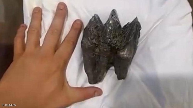 اكتشاف بالصدفة قد يحل لغز انقراض حيوان عملاق