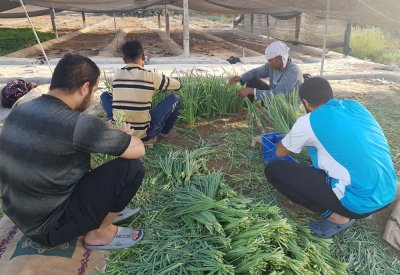 المزارعون البحرينيون يستغيثون: مزارعنا تتدهور!