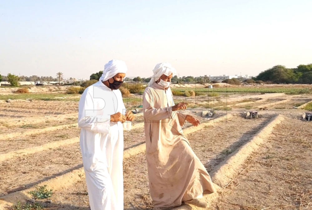 مزارعان في إحدى مزارع بوري