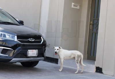 بالصور: أهالي الرملي يشكون تزايد قطعان الكلاب الضالة