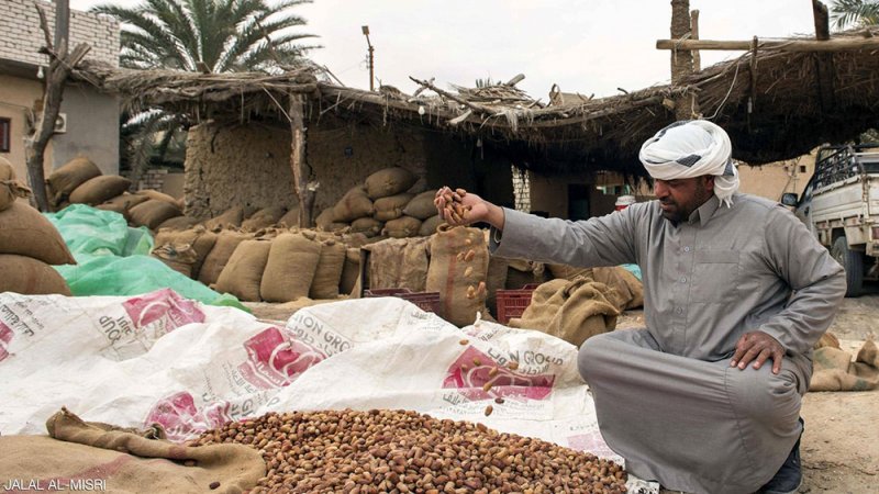 "ليست للبيع".. سر تمور "لا تقدر بثمن" في واحة سيوة المصرية