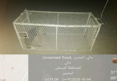 إنشاء مأوى للكلاب الضالة المصيودة