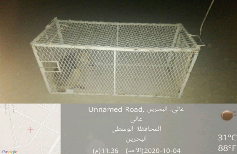 إنشاء مأوى للكلاب الضالة المصيودة