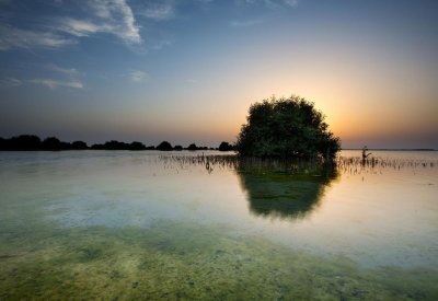 أشجار القرم مصدر الإلهام الفني لعرض الاحتفال الرسمي  باليوم الوطني الإماراتي 