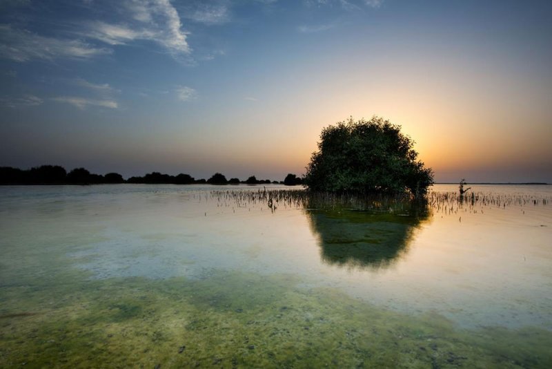أشجار القرم مصدر الإلهام الفني لعرض الاحتفال الرسمي  باليوم الوطني الإماراتي 