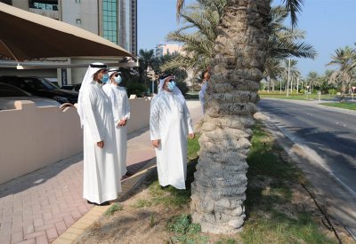 أمانة العاصمة تجري مسحا لـ 2000 نخلة للتصدي لسوسة النخيل