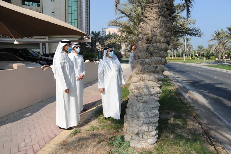 أمانة العاصمة تجري مسحا لـ 2000 نخلة للتصدي لسوسة النخيل