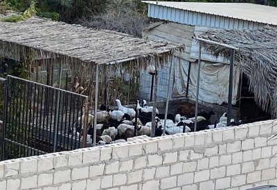 بالفيديو والصور: هاوي أغنام يزعج مجمع 603 في مهزة.. ثغاء مزعج ورائحة نتنة وأمراض جلدية