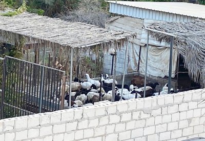 هاوي أغنام يقلق مهزّة.. ثغاء مزعج ورائحة نتنة وأمراض جلدية