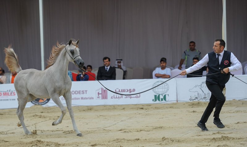 ناصر بن حمد: اهتمام البحرين برياضة جمال الخيل نابعاً من الإرث التاريخي
