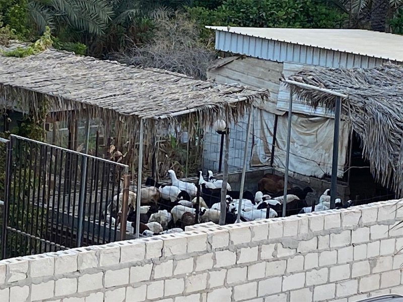 بالفيديو والصور: هاوي أغنام يزعج مجمع 603 في مهزة.. ثغاء مزعج ورائحة نتنة وأمراض جلدية
