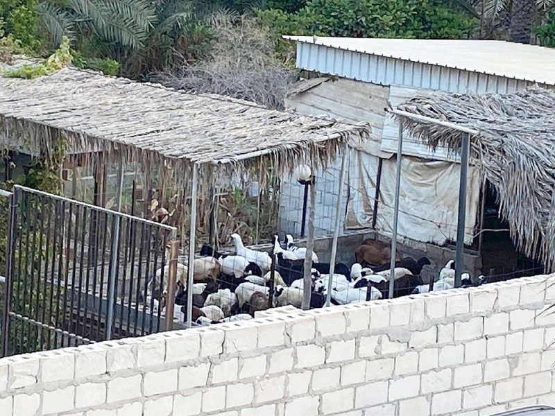 هاوي أغنام يقلق مهزّة.. ثغاء مزعج ورائحة نتنة وأمراض جلدية