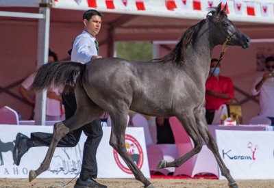 إنطلاق بطولة العيد الوطني لجمال الخيل