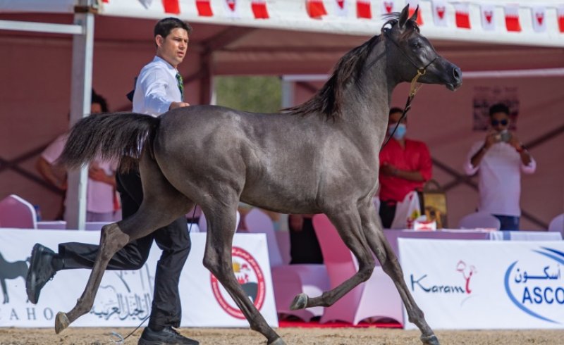إنطلاق بطولة العيد الوطني لجمال الخيل