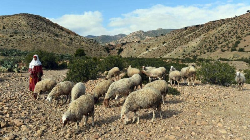 متشددون في تونس يقطعون رأس راع قرب حدود الجزائر