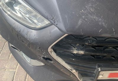"بلدي الجنوبية" الكلاب الضالة تهاجم الأهالي