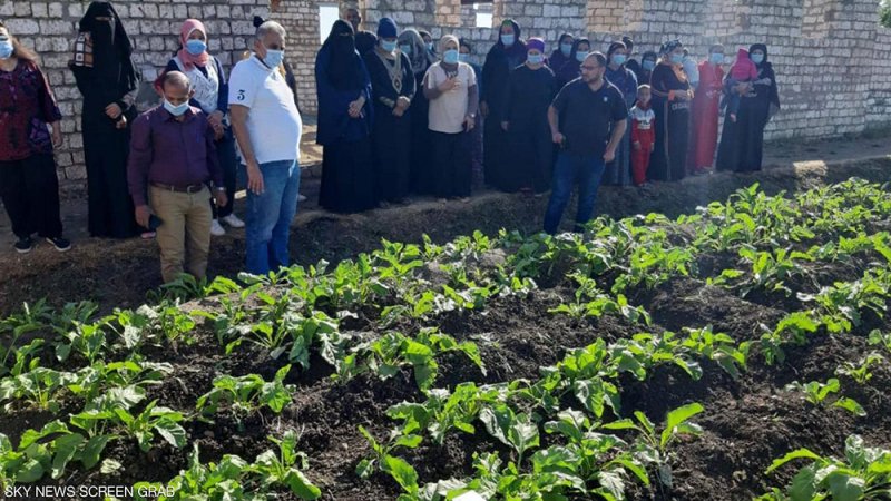 "الزراعة عن بعد".. أول جهازين للري عبر الهاتف في مصر