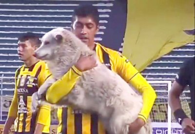 كلب يقتحم مباراة كرة قدم بالدوري البوليفي