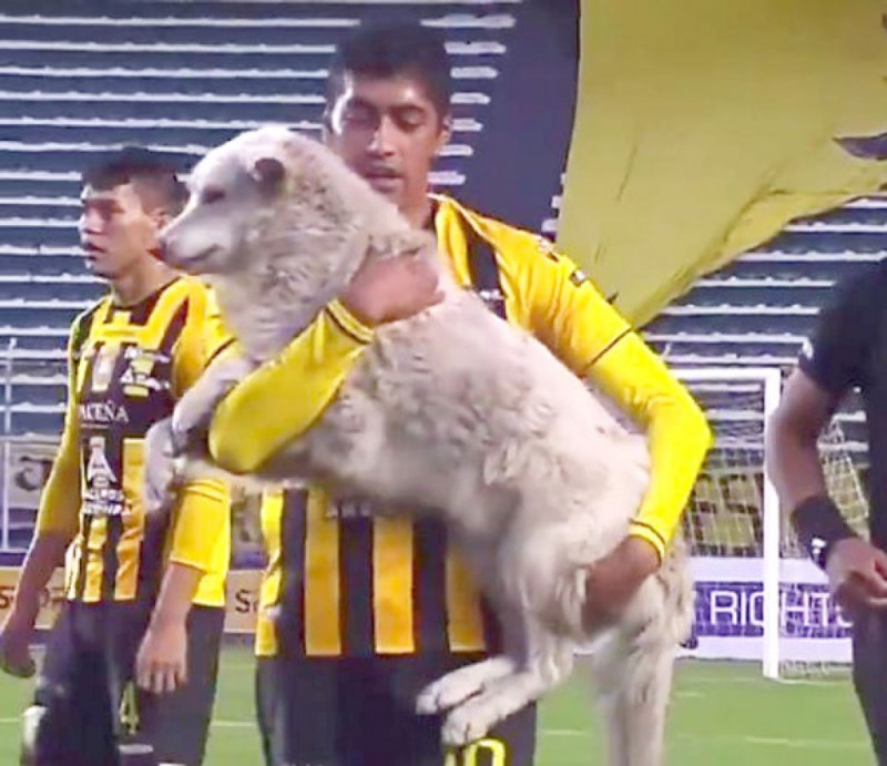 كلب يقتحم مباراة كرة قدم بالدوري البوليفي