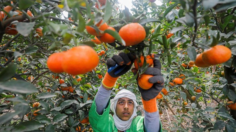 مصر تتربع على عرش صادرات البرتقال في العالم