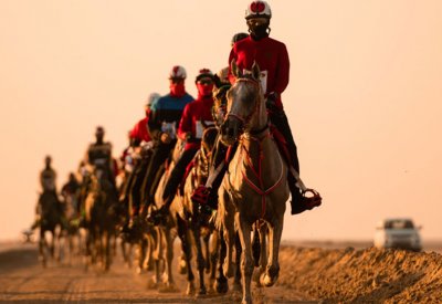 انطلاق السباق العائلي وسباقات بطولة خالد بن حمد للقدرة غدا