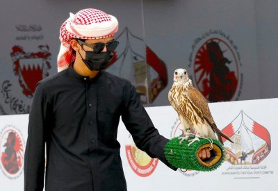 غدا إسدال الستار على بطولة سمو الشيخ خالد بن حمد للصقور بأشواط المحترفين 