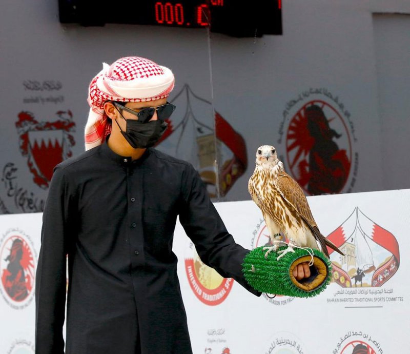 غدا إسدال الستار على بطولة سمو الشيخ خالد بن حمد للصقور بأشواط المحترفين 