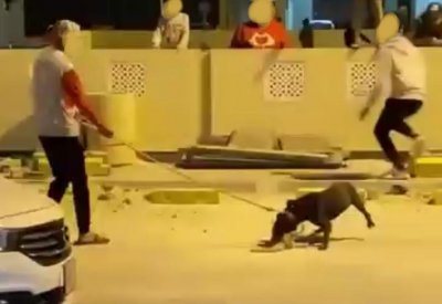 بالصورة: الشرطة توقف صاحب كلب توبلي بعد بلاغ من جمعية الرفق بالحيوان.. وهذه التفاصيل