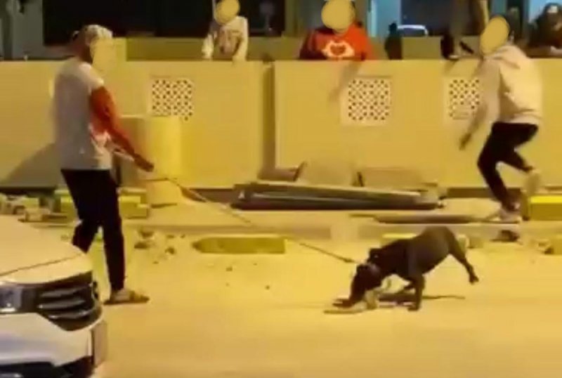 بالصورة: الشرطة توقف صاحب كلب توبلي بعد بلاغ من جمعية الرفق بالحيوان.. وهذه التفاصيل