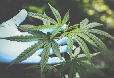 القنب قد تقلل من خطر الوفاة بـ “كوفيد 19”