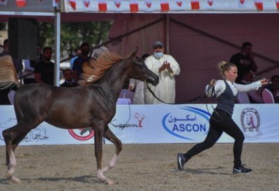 سمو الشيخ عيسى بن عبدالله: نحرص على تطوير بطولات جمال الخيل ذات الطابع التراثي