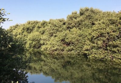 الأشغال :"القرم" غير ملائمة للزراعة بين الجزر الصناعية في الحد وقلالي