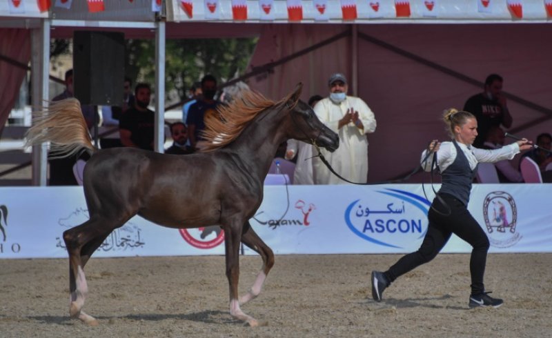 سمو الشيخ عيسى بن عبدالله: نحرص على تطوير بطولات جمال الخيل ذات الطابع التراثي
