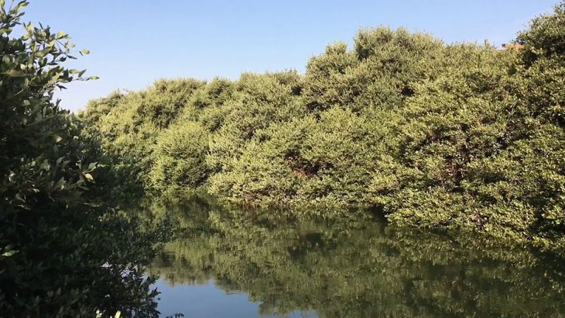 الأشغال :"القرم" غير ملائمة للزراعة بين الجزر الصناعية في الحد وقلالي