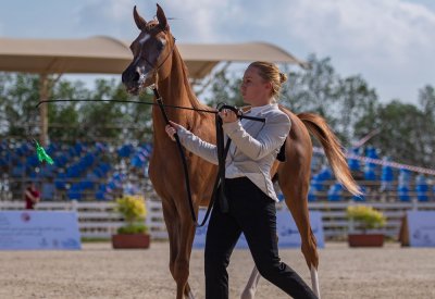 غدا انطلاق بطولة جمال الخيل العربية السابعة وذات السلالة المصرية الأولى