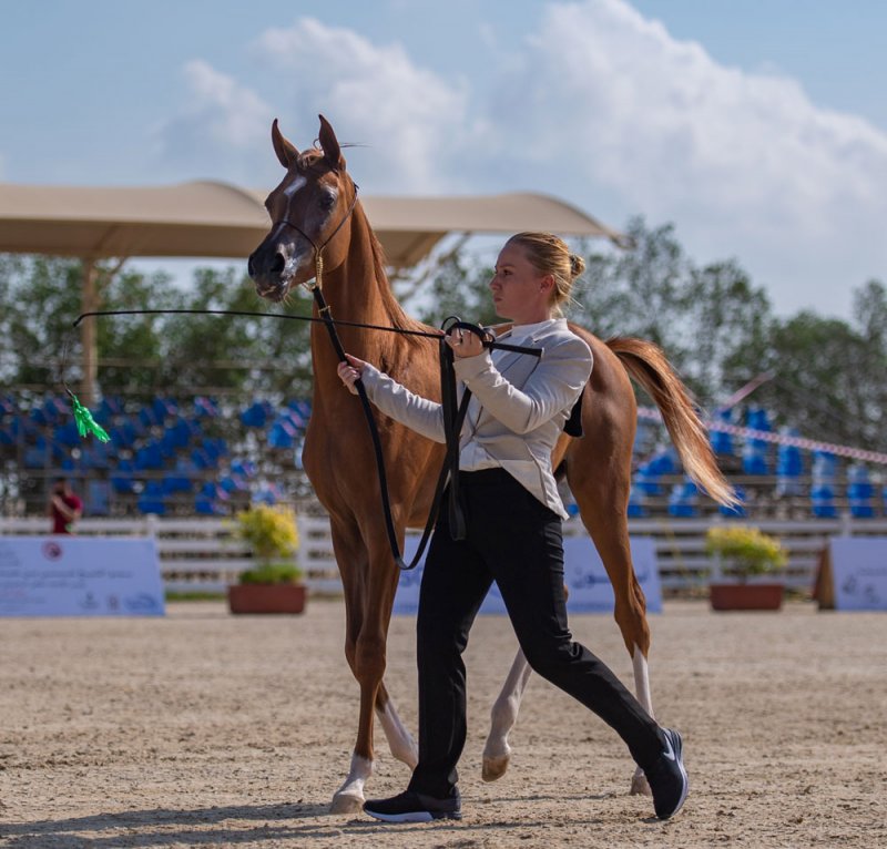 غدا انطلاق بطولة جمال الخيل العربية السابعة وذات السلالة المصرية الأولى