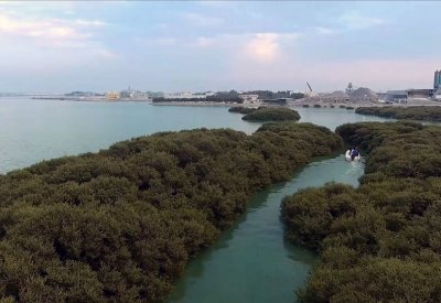 دراسة زراعة نباتات القرم بسواحل المحرق