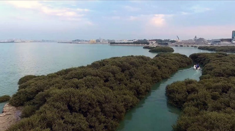 دراسة زراعة نباتات القرم بسواحل المحرق